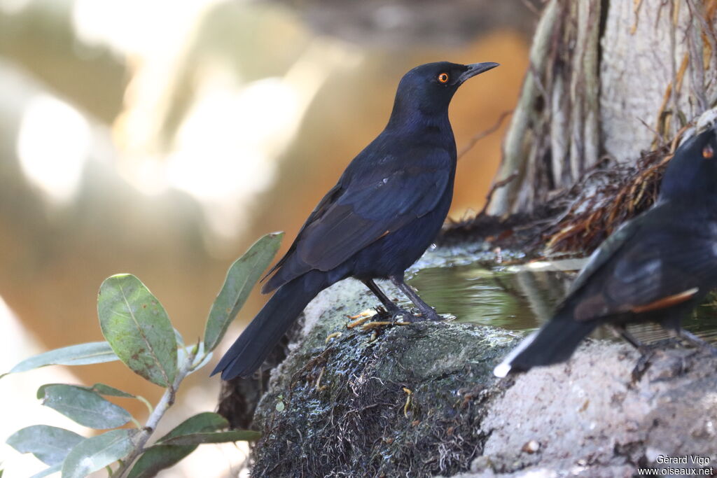 Rufipenne nabouroupadulte