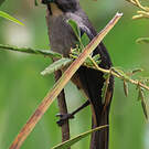 Saltator gris