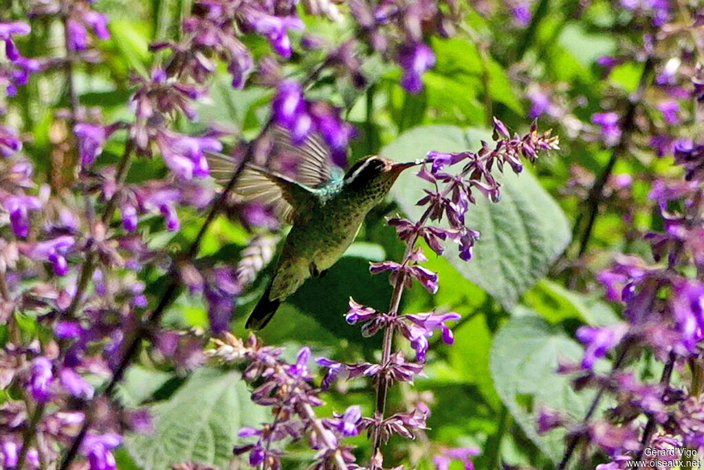 White-eared Hummingbird