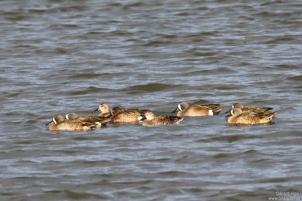 Blue-winged Teal