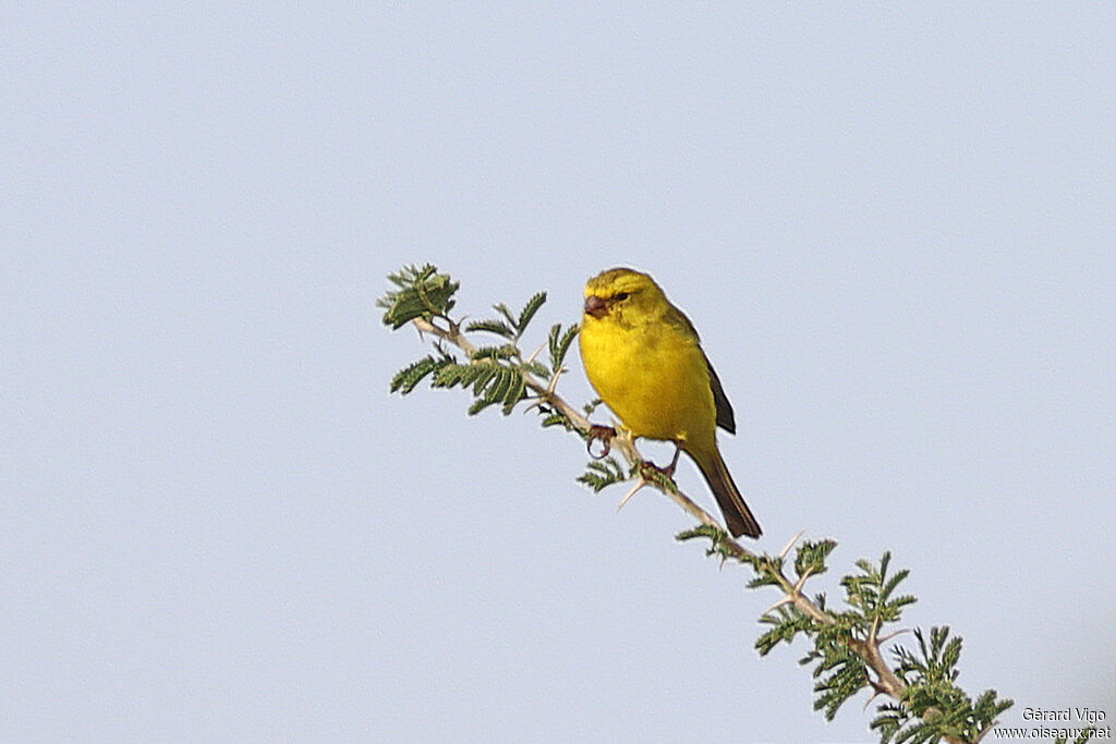 Serin de Sainte-Hélène mâle adulte