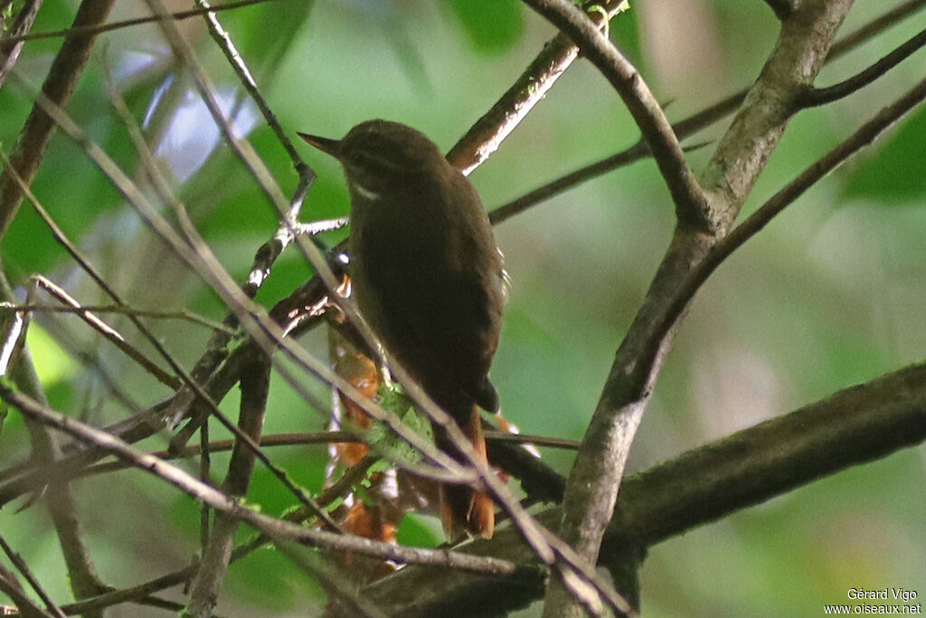 Northern Plain Xenops