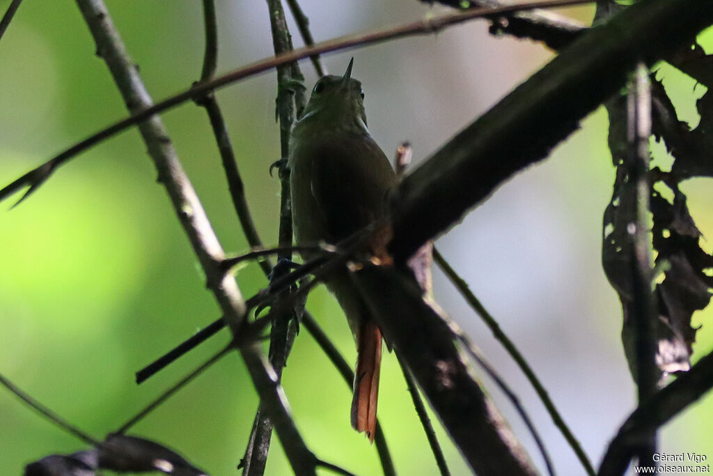 Northern Plain Xenops
