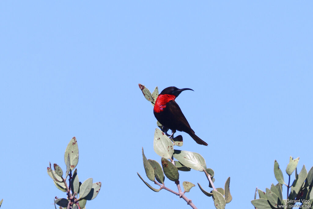 Souimanga à poitrine rouge mâle adulte