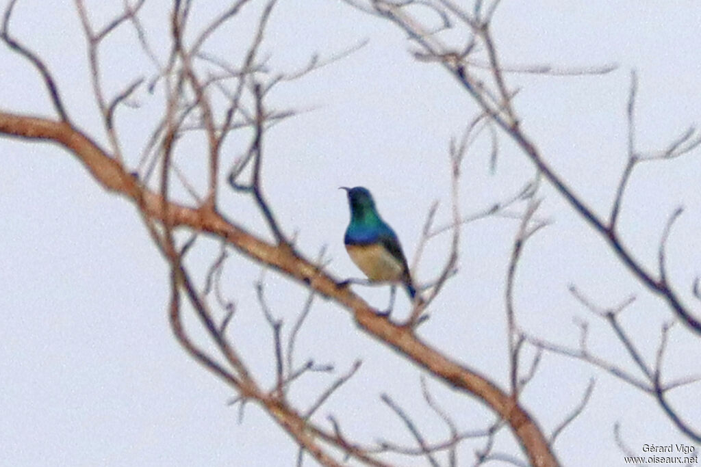 Souimanga à ventre blanc mâle adulte