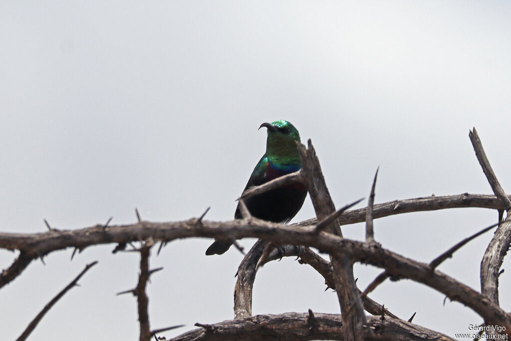 Souimanga de Mariqua - Souimanga du Marico<br />adulte