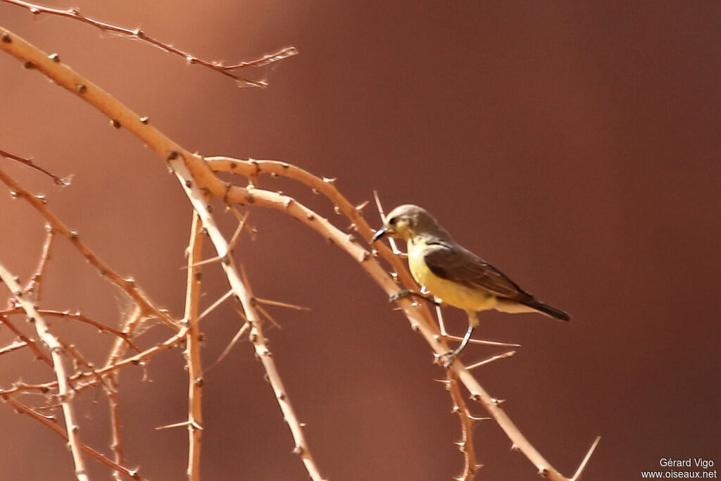 Pygmy Sunbird female adult