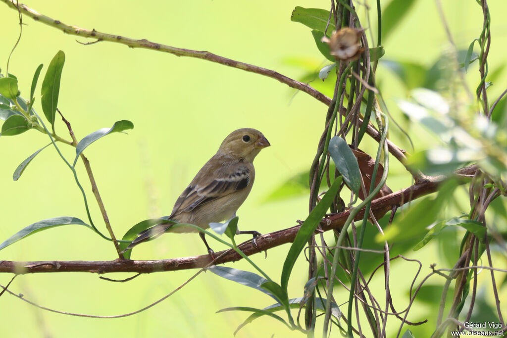 Sporophile petit-louis