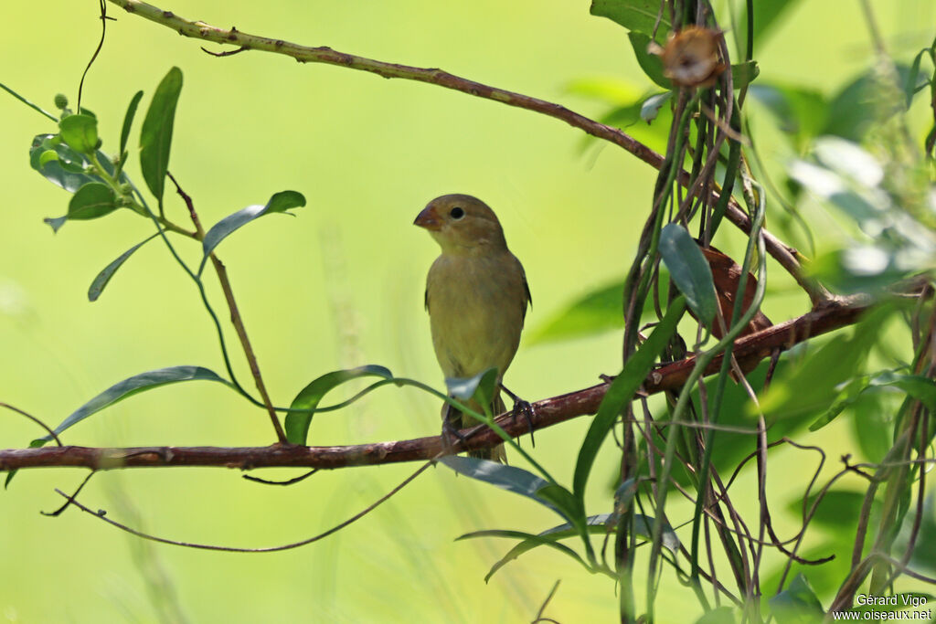 Sporophile petit-louis