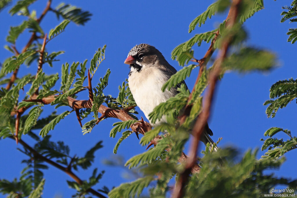 Scaly-feathered Weaver