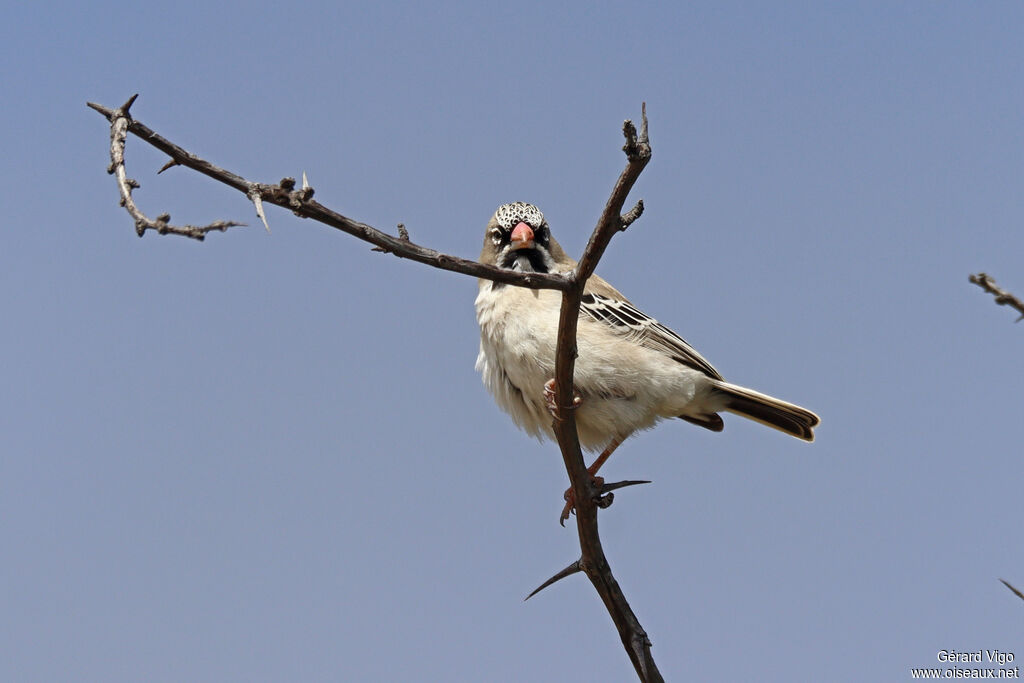 Scaly-feathered Weaver