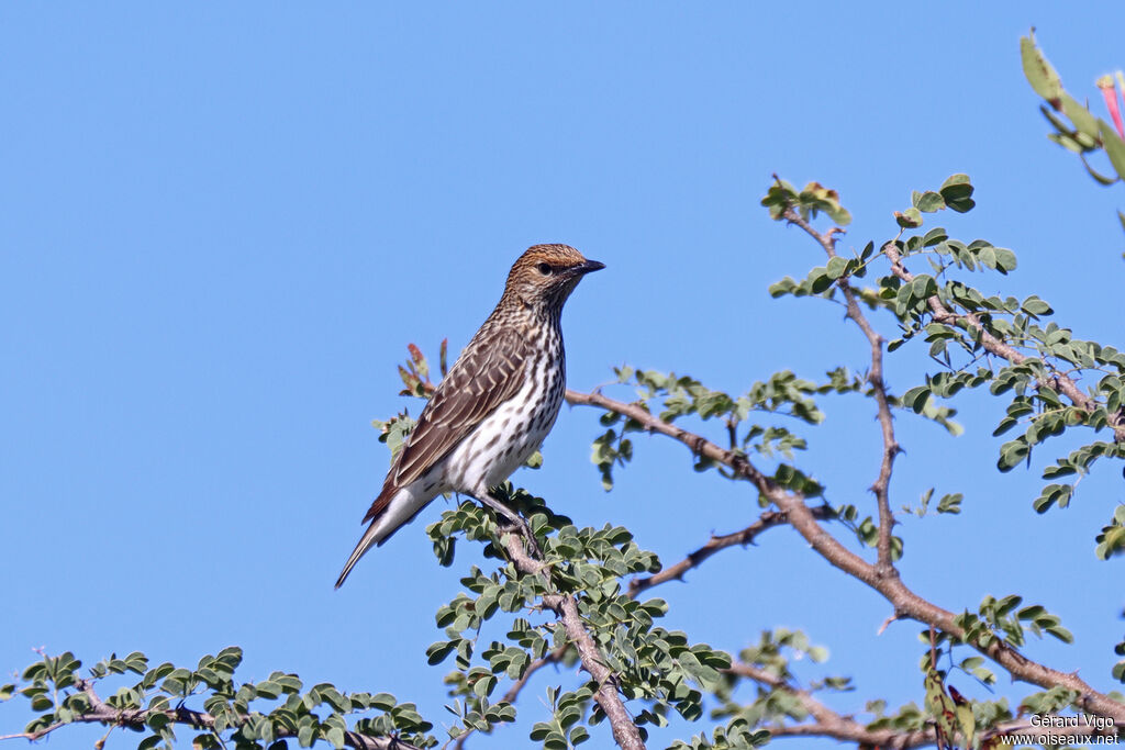 Violet-backed Starling - Étourneau améthyste<br /> female adult