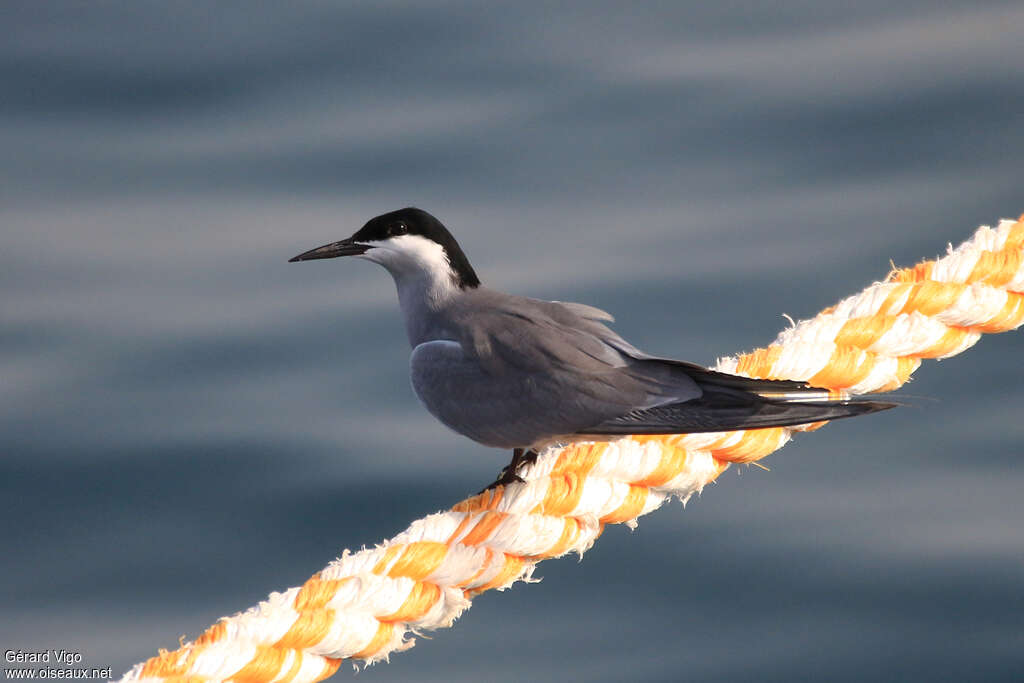 White-cheeked Ternadult breeding, identification