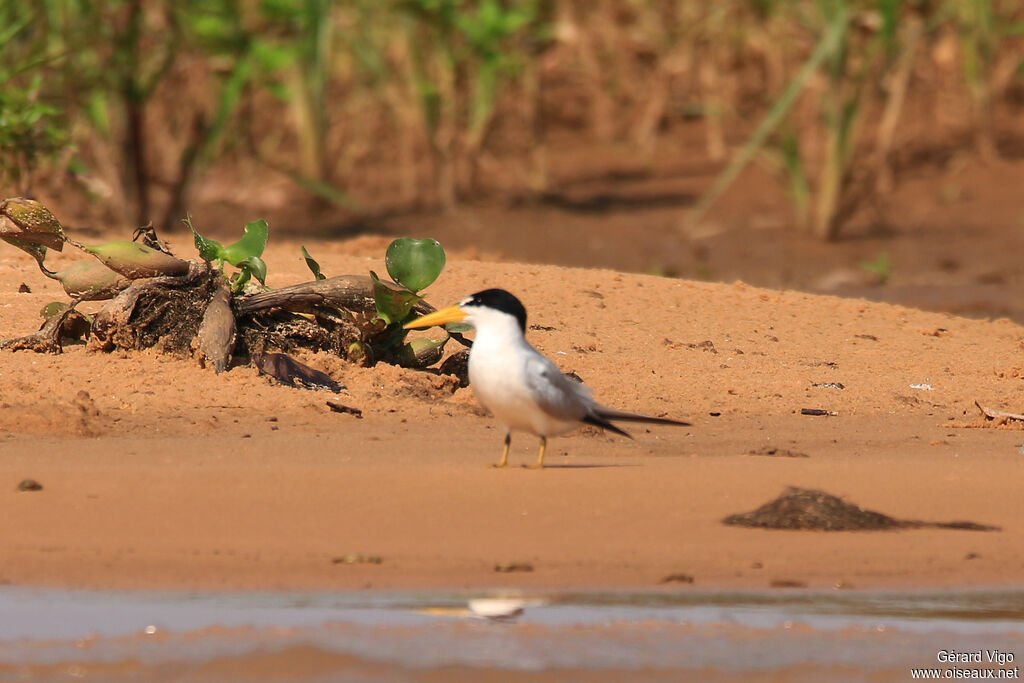 Yellow-billed Ternadult