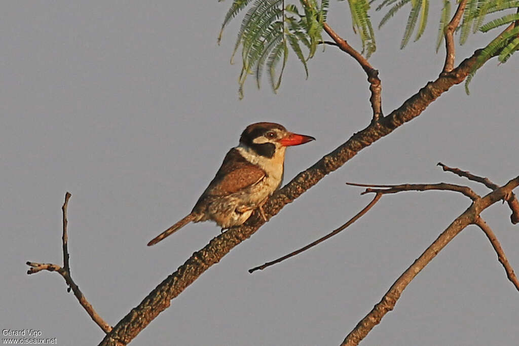 White-eared Puffbirdadult, identification