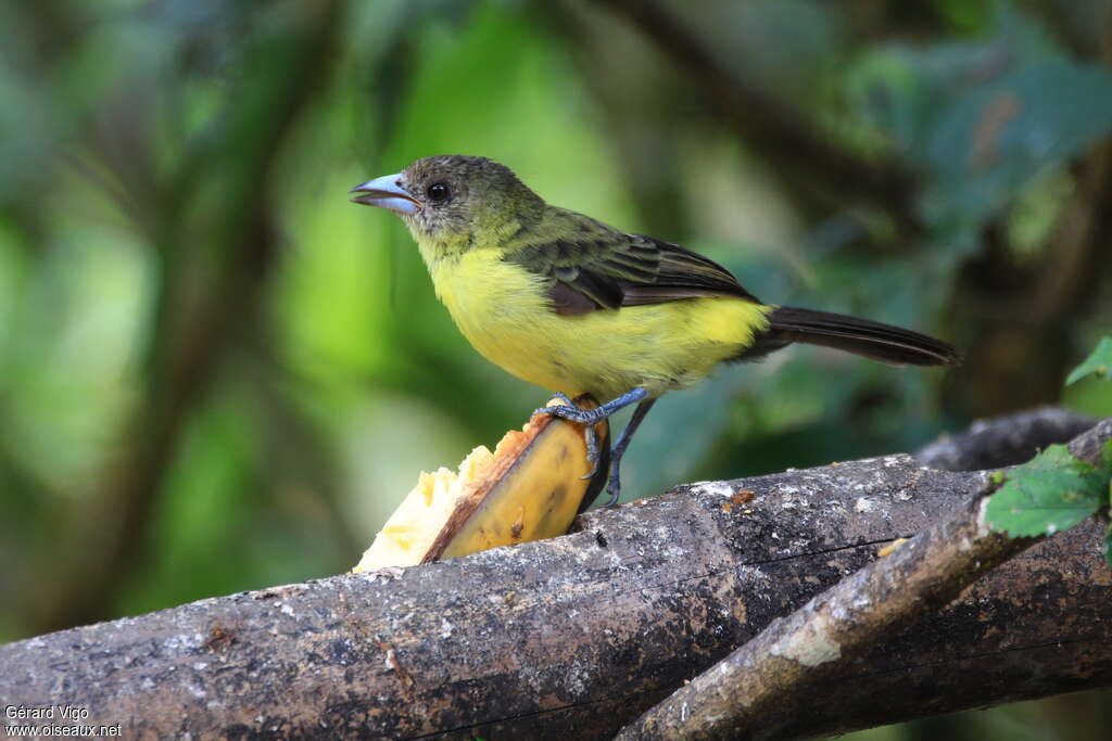 Tangara à dos citron femelle adulte