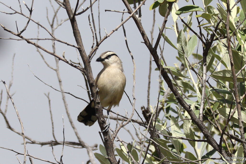 Tchagra à tête brune