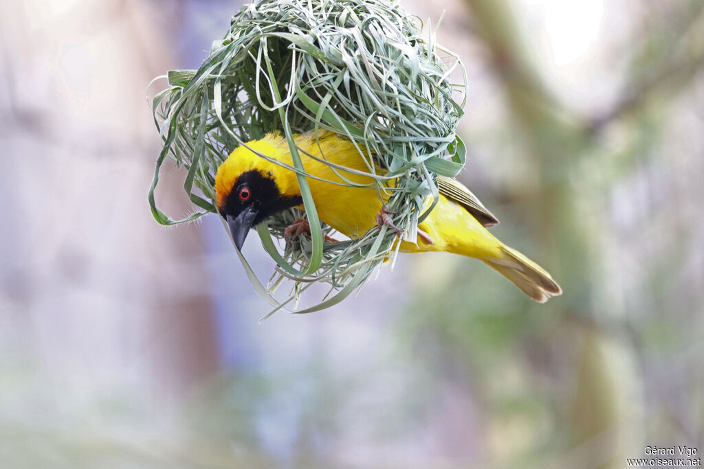 Southern Masked Weaver
