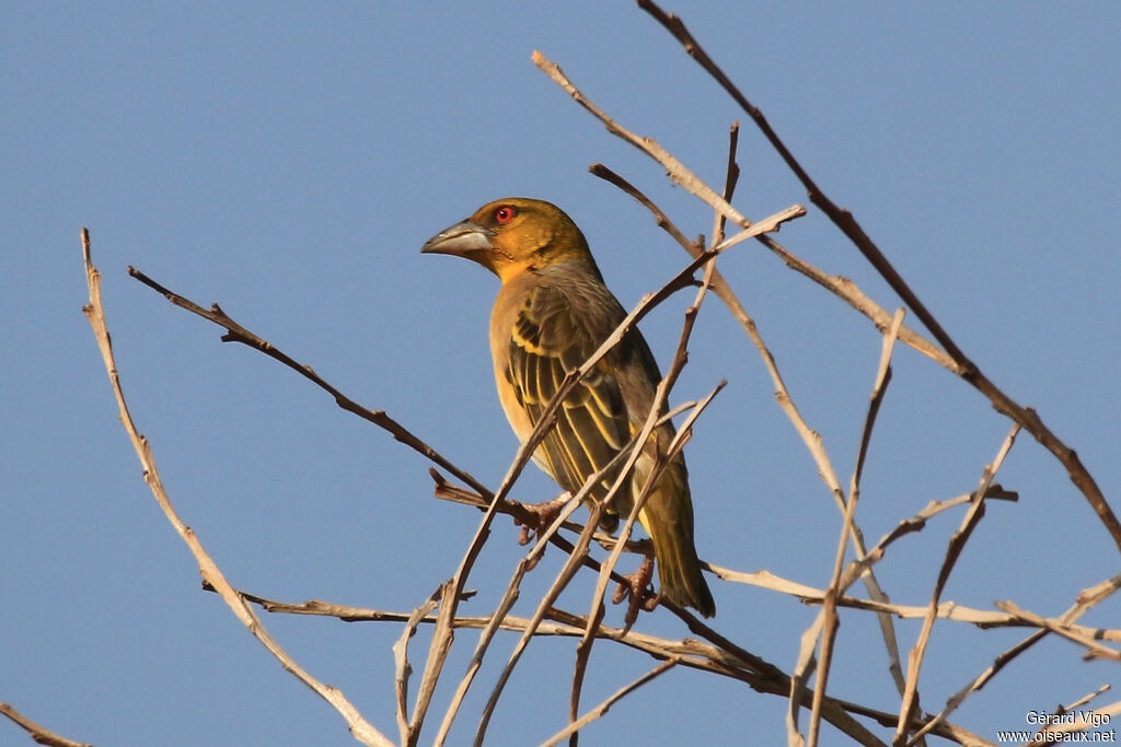 Village Weaver female adult