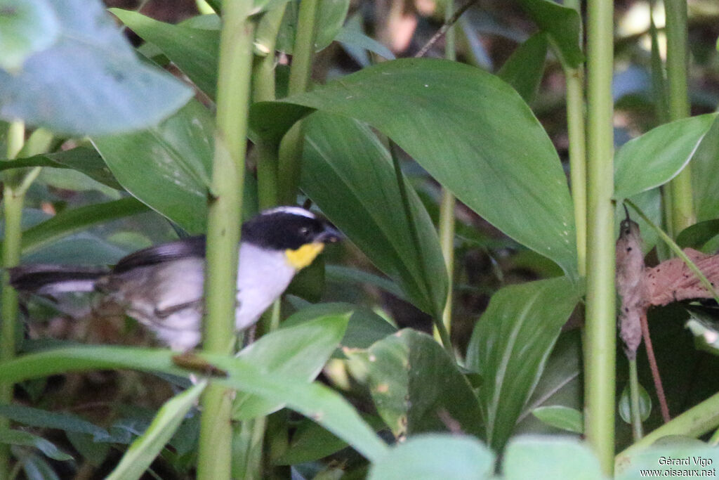 White-naped Brushfinchadult