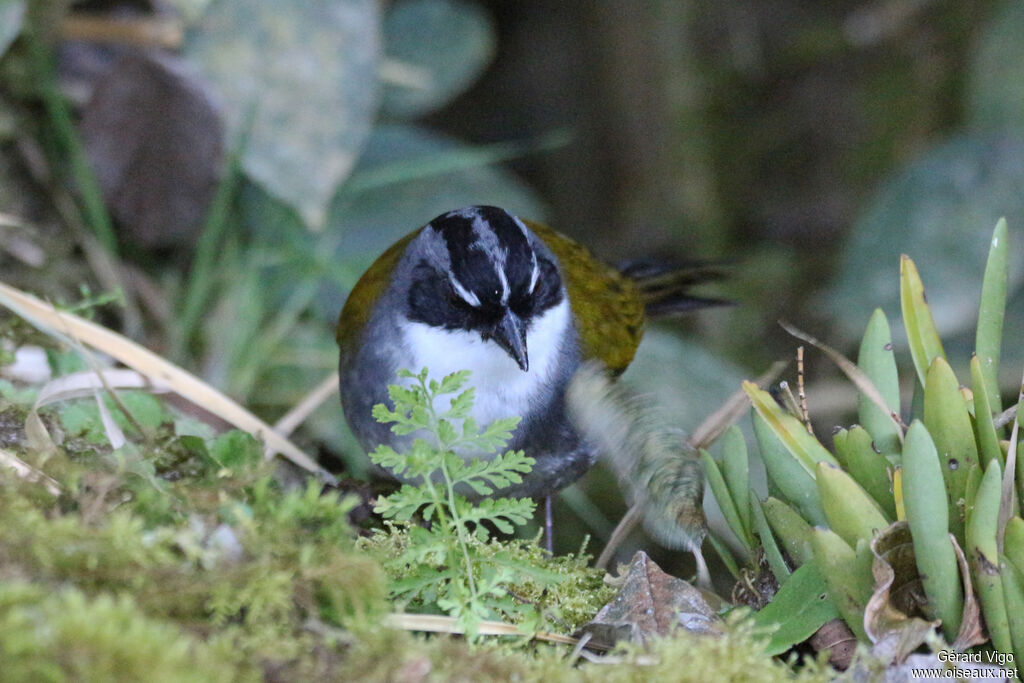 Grey-browed Brushfinchadult, close-up portrait
