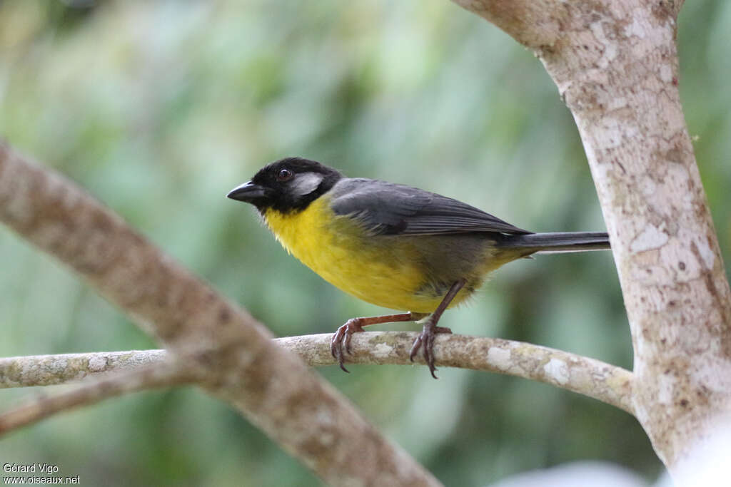 Santa Marta Brushfinch