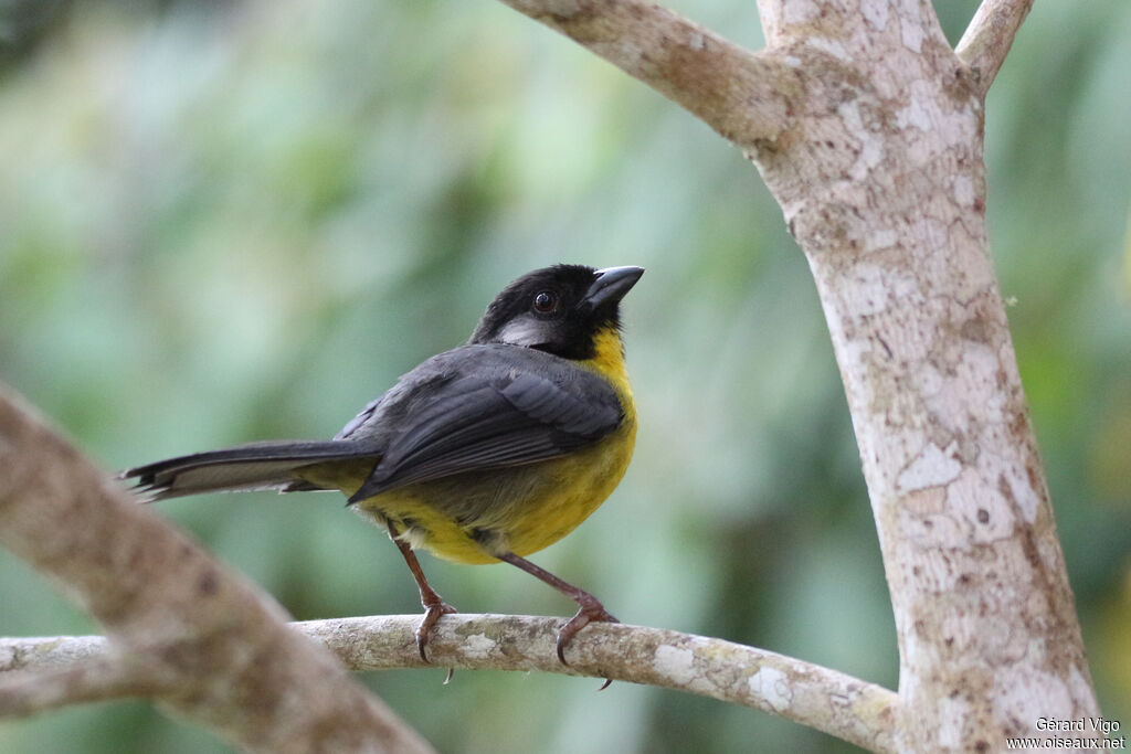 Santa Marta Brushfinch