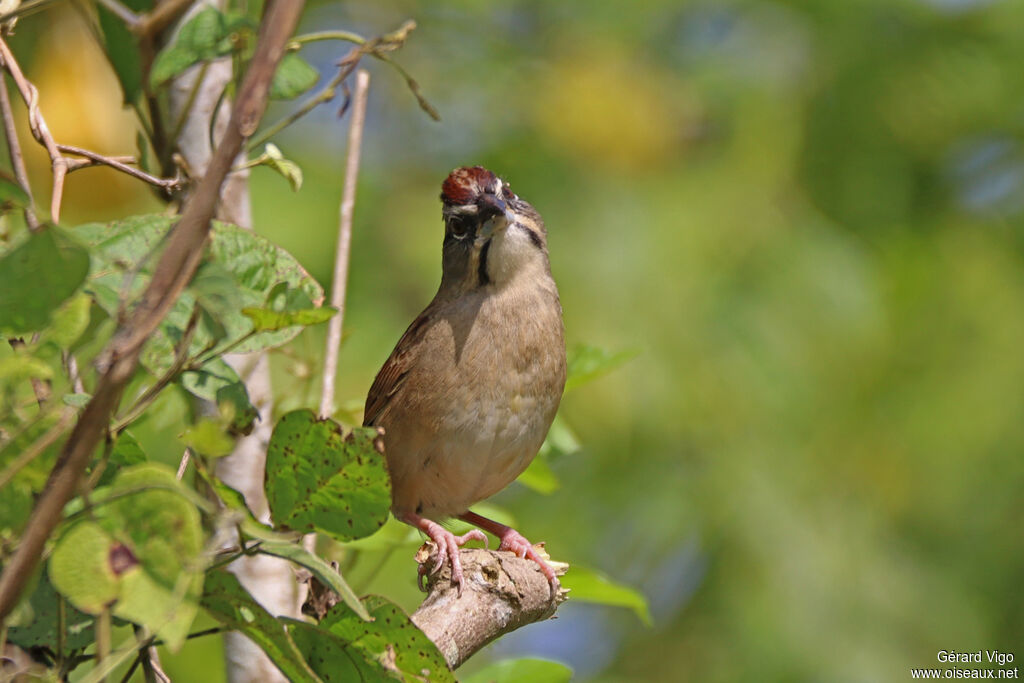 Rusty Sparrow