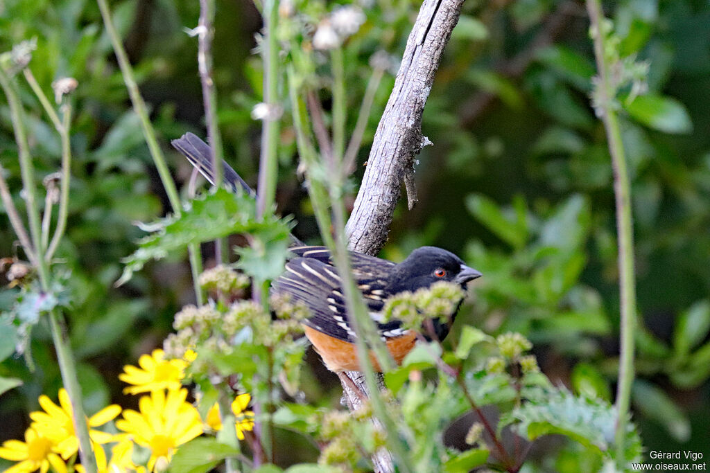 Spotted Towhee