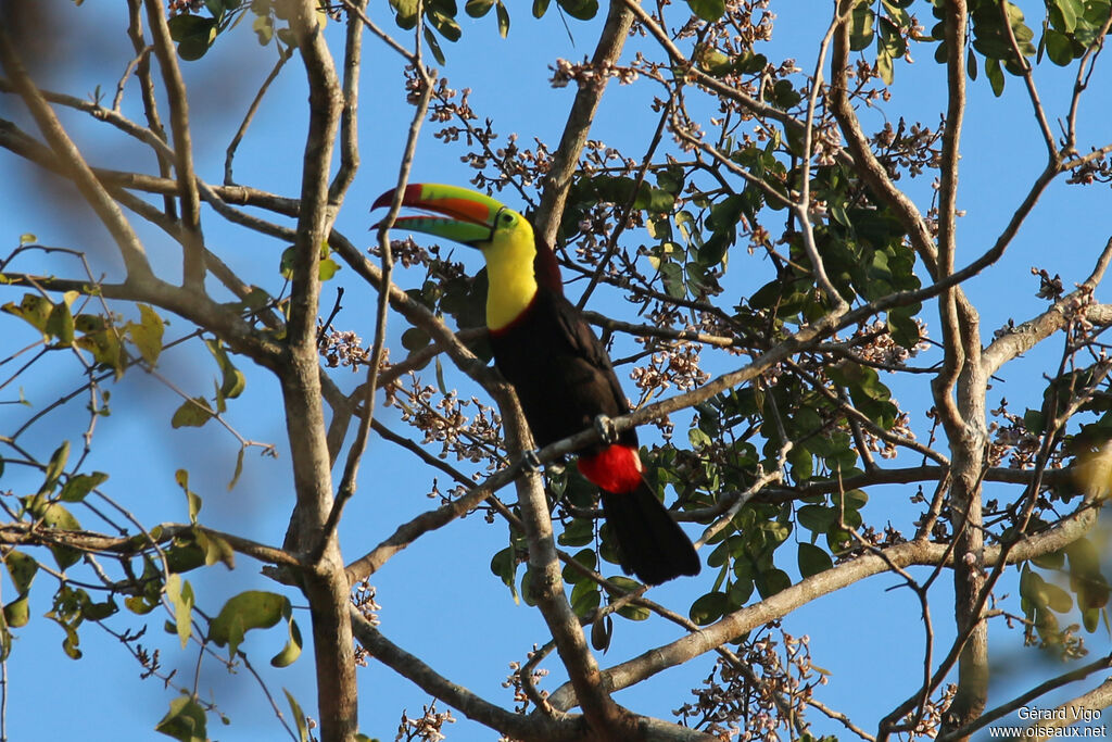 Keel-billed Toucanadult
