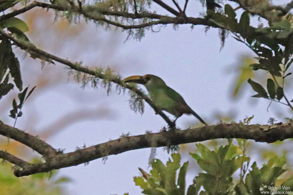 Toucanet émeraudeadulte