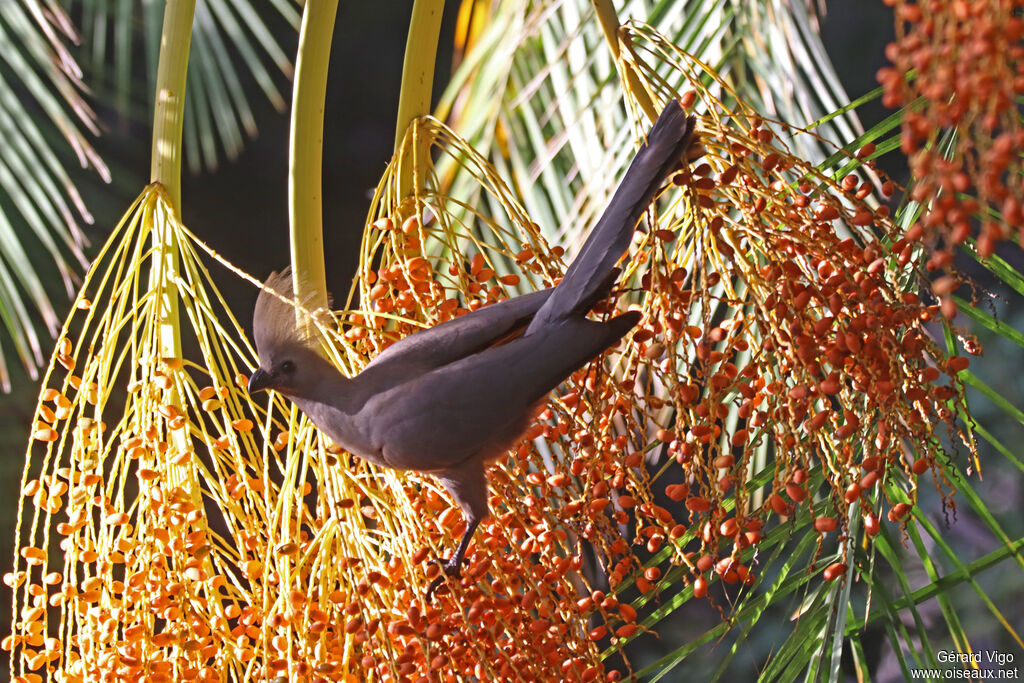 Touraco concoloreadulte