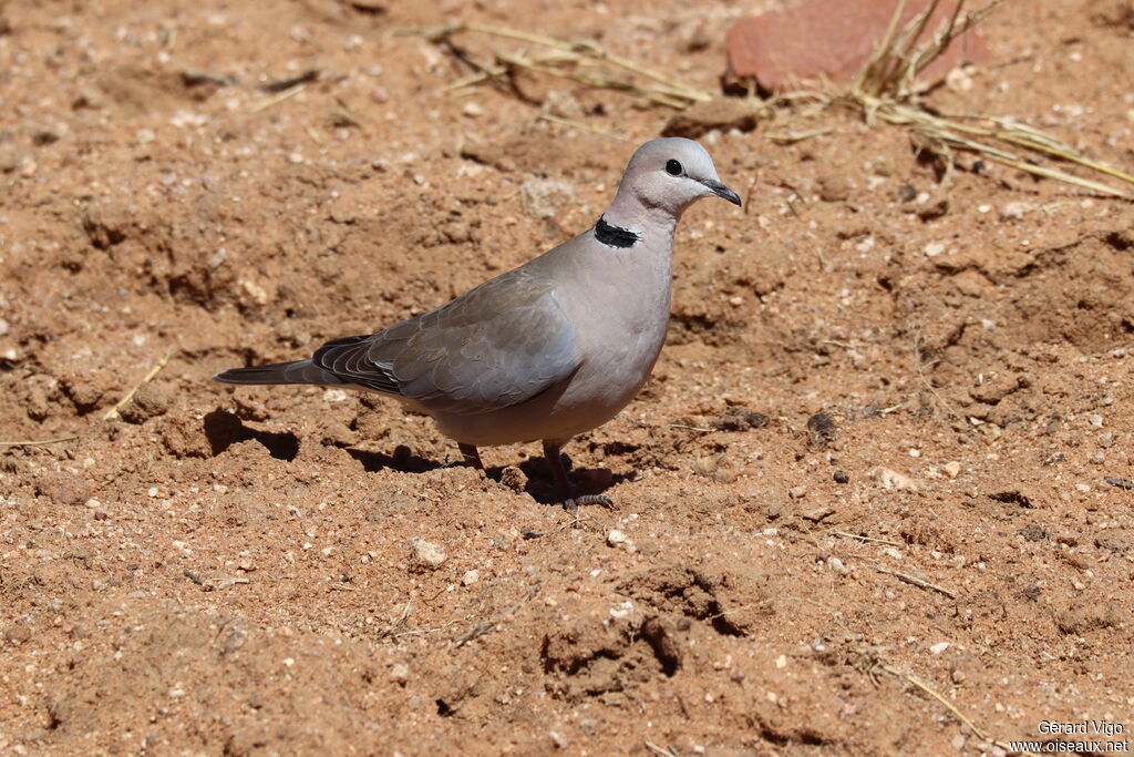 Tourterelle du Capadulte