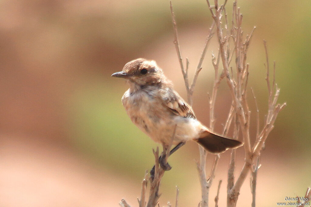 Red-rumped Wheatear female adult