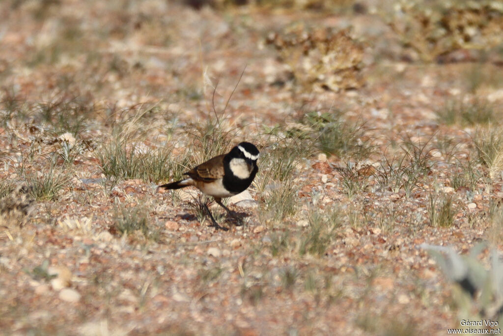 Traquet du Capadulte