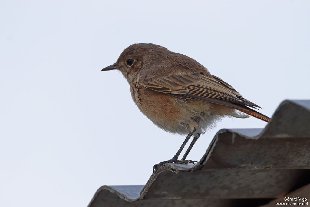 Traquet familieradulte