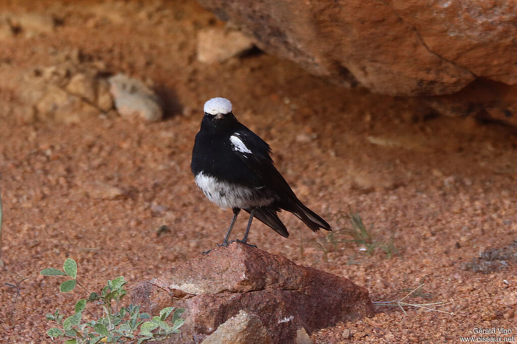 Traquet montagnard mâle adulte