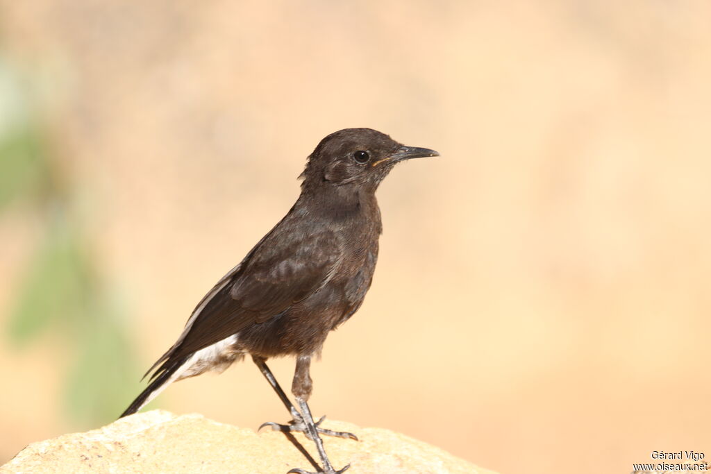 Traquet montagnardjuvénile