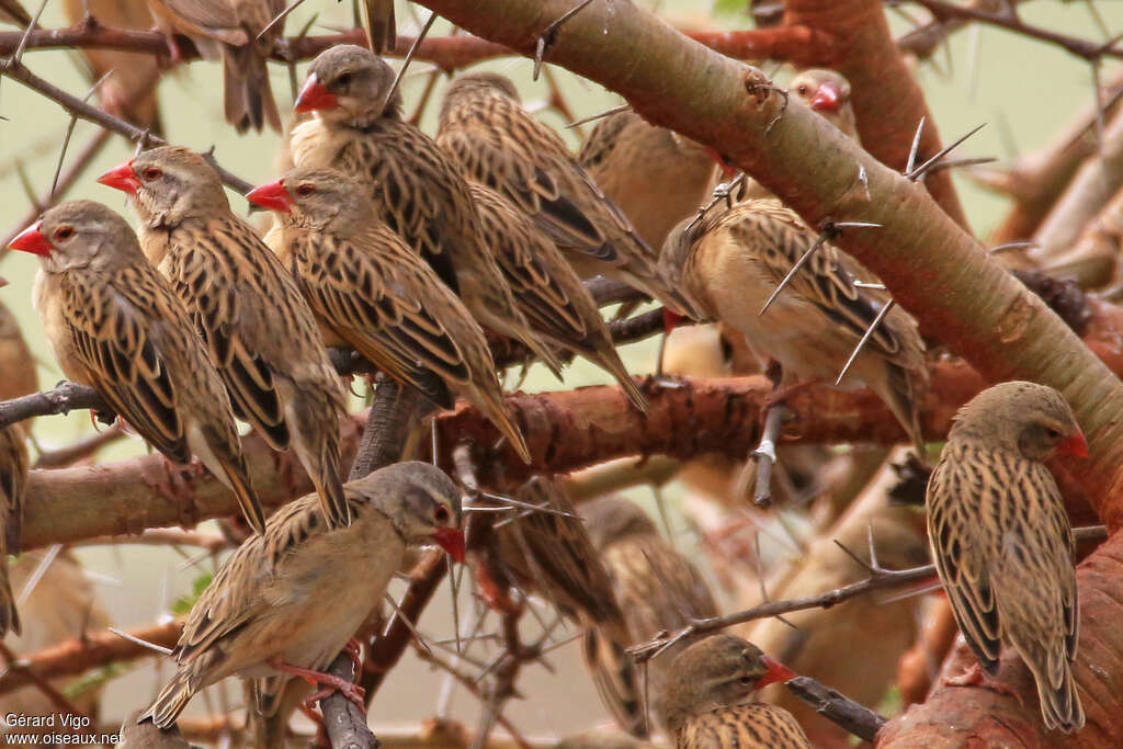 Red-billed Queleaadult post breeding, Behaviour