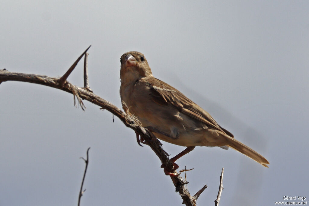 Travailleur à bec rouge femelle