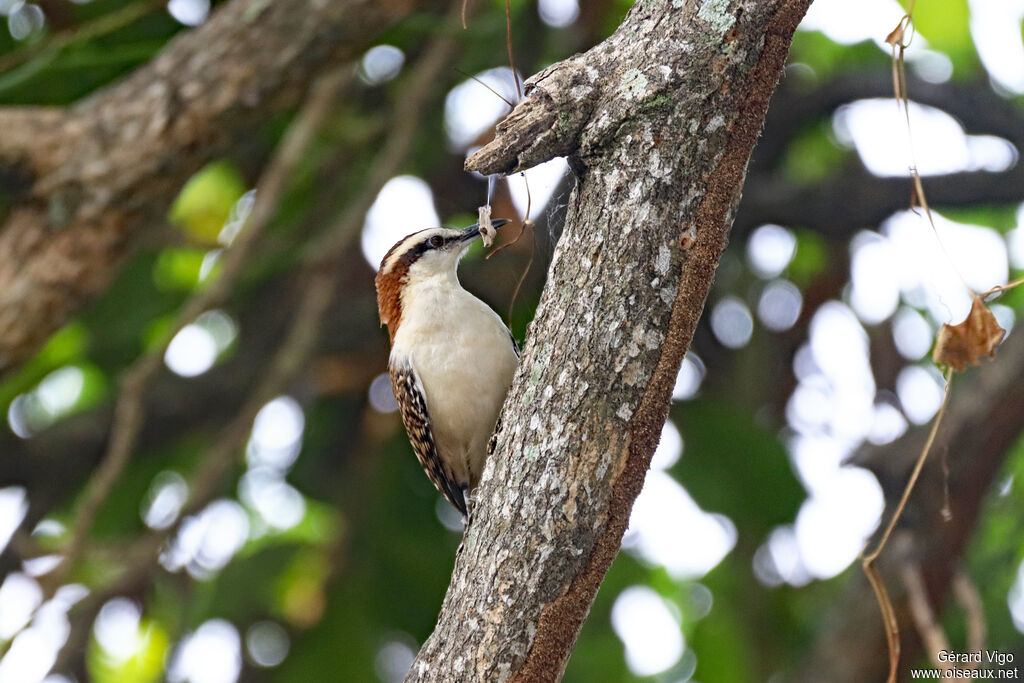 Troglodyte à dos rouxadulte