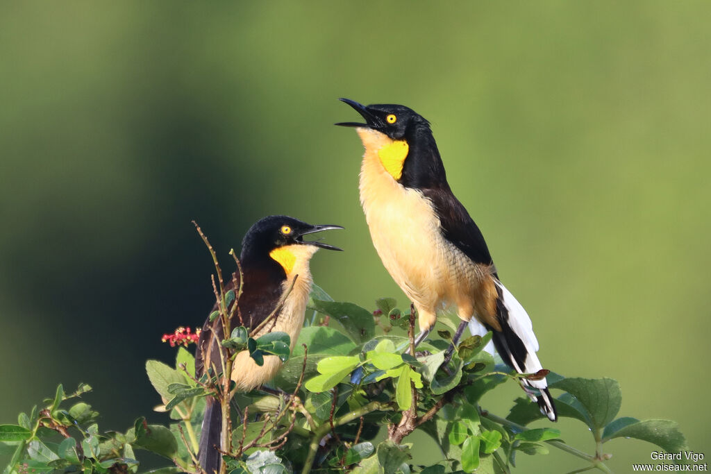 Black-capped Donacobiusadult