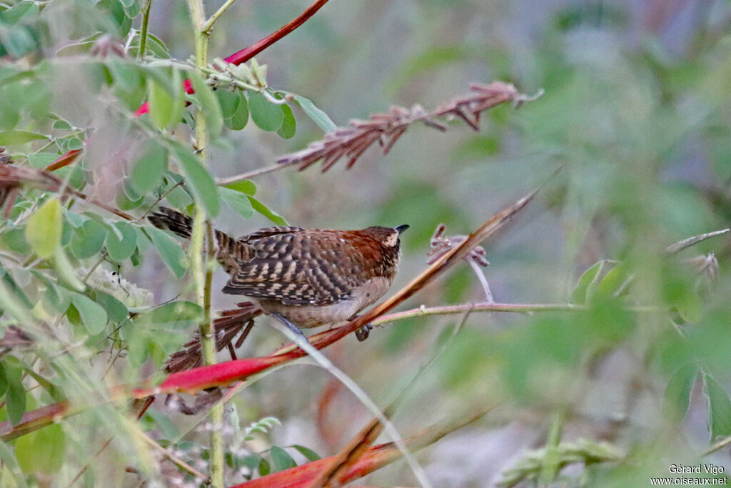 Troglodyte à nuque rousseadulte