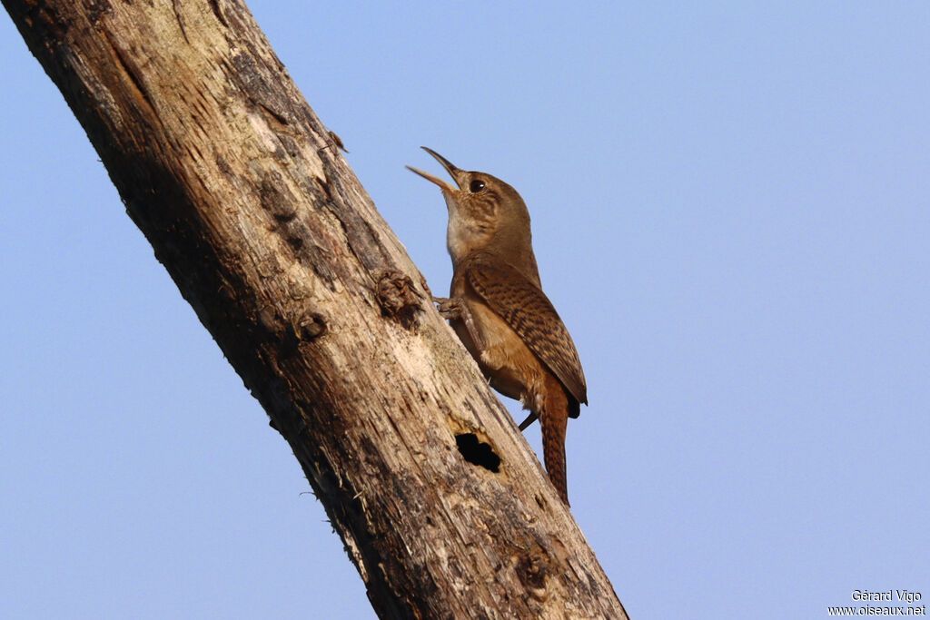 Troglodyte australadulte