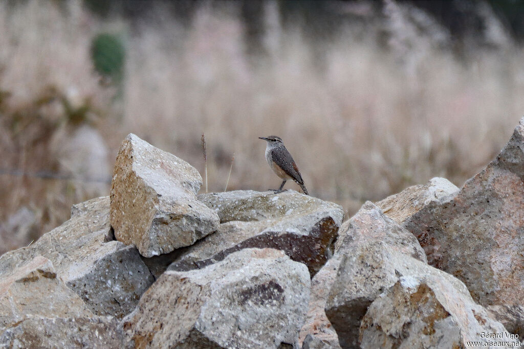 Troglodyte des rochersadulte
