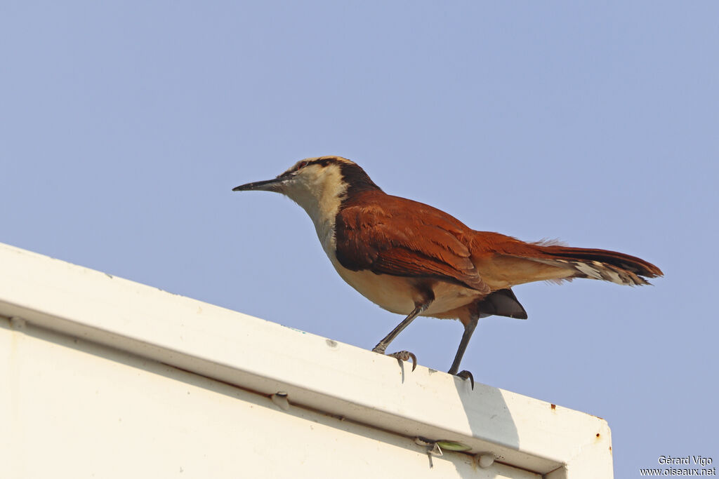Giant Wren