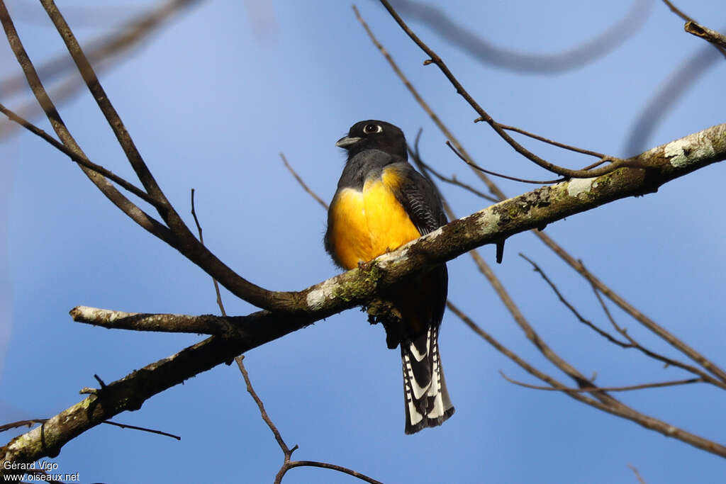 Gartered Trogon