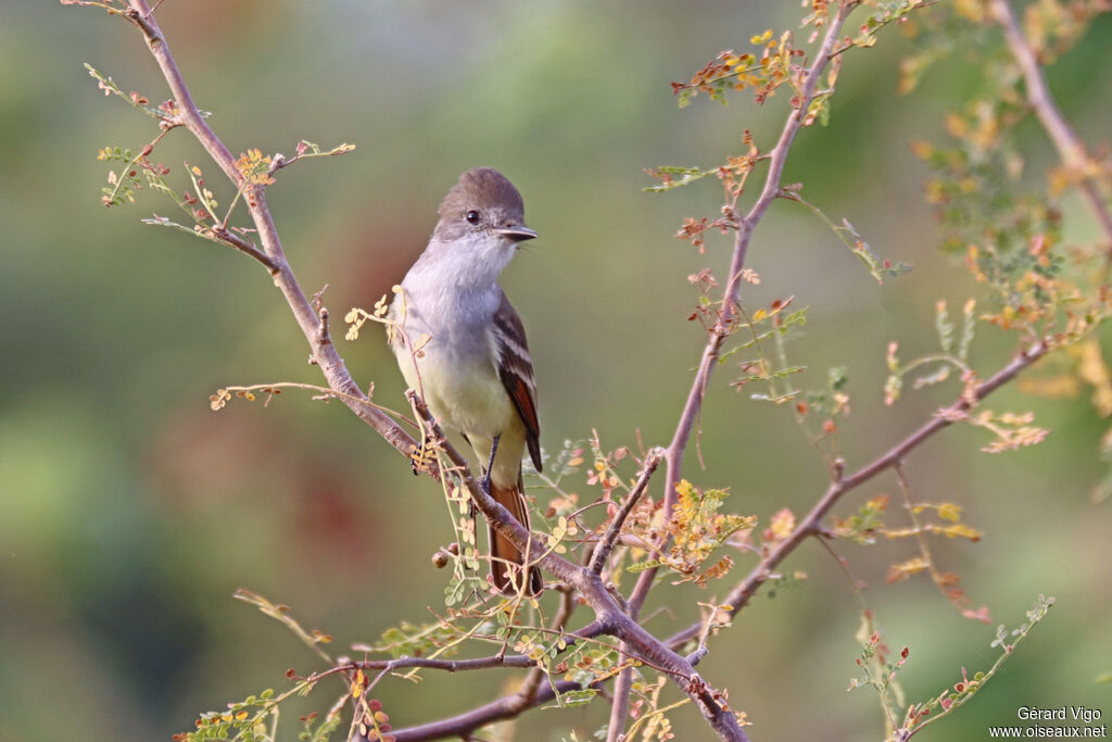 Tyran à gorge cendrée