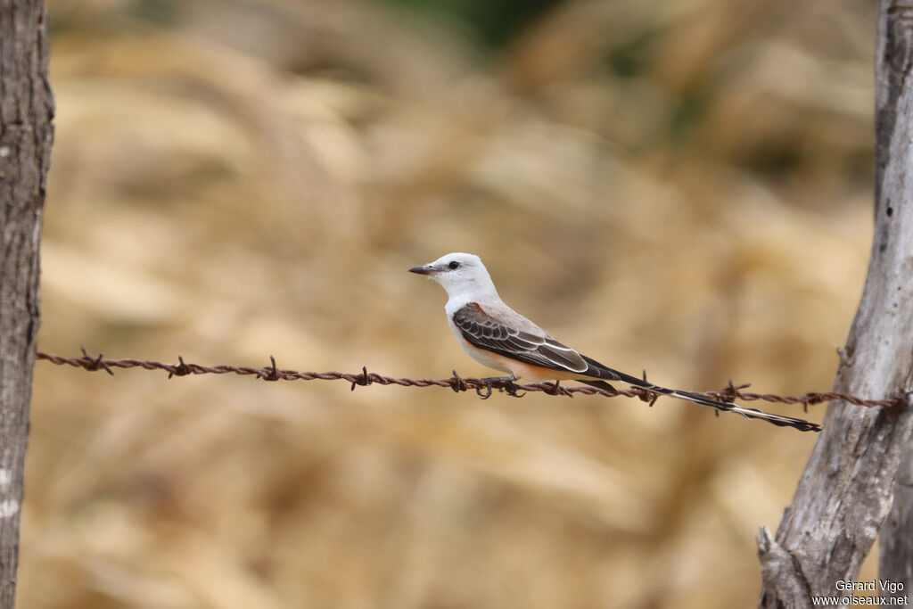 Tyran à longue queue