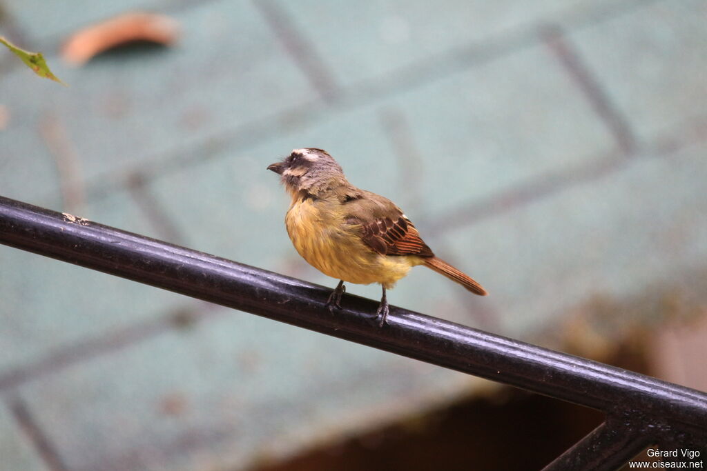 Golden-bellied Flycatcheradult